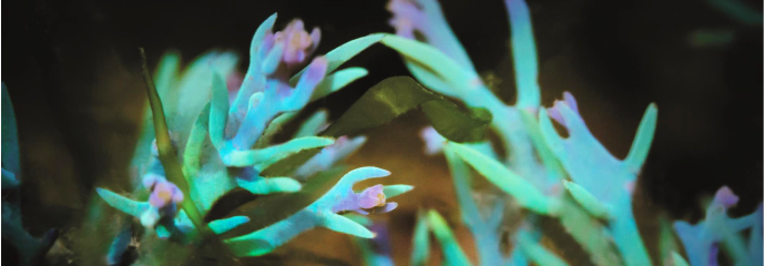 七色に輝く褐藻「レインボーアルゲ」（シフォリア）