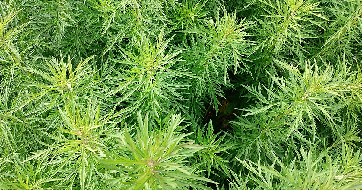 心身のバランスを整える　CBD配合アイテム厳選4選