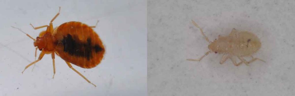 トコジラミの成虫と幼虫（理美容室・エステサロンが気をつけたい「トコジラミ」のアース製薬インタビュー）