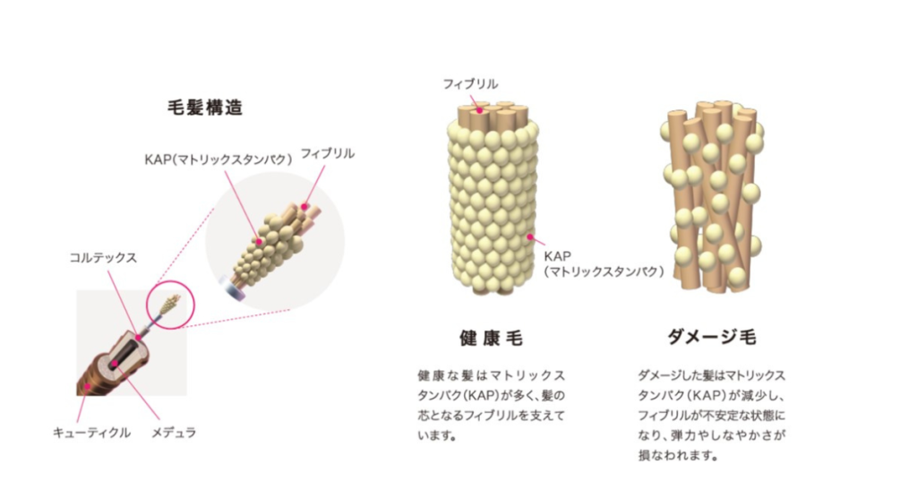 健康毛とダメージ毛の比較