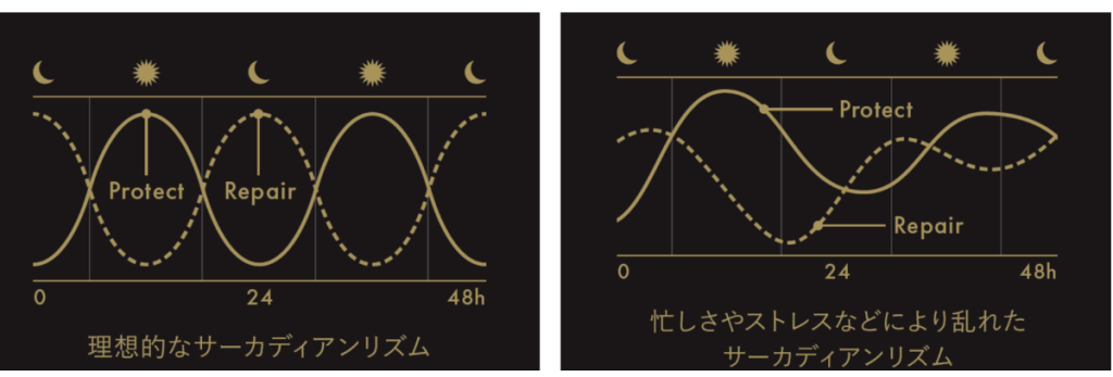 サーカディアンリズム(体内時計)