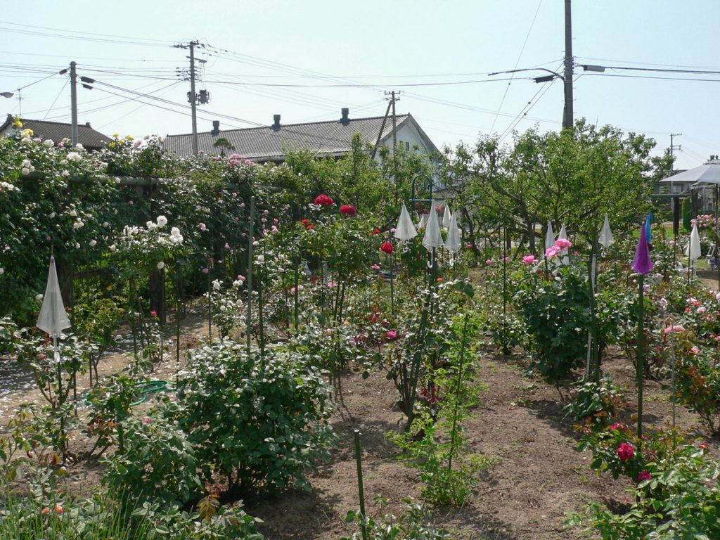 デマレ「セラミセラム」と「セラミクレンジングジェルに含まれるバラやハーブを育てている有機無農薬のハーブ園