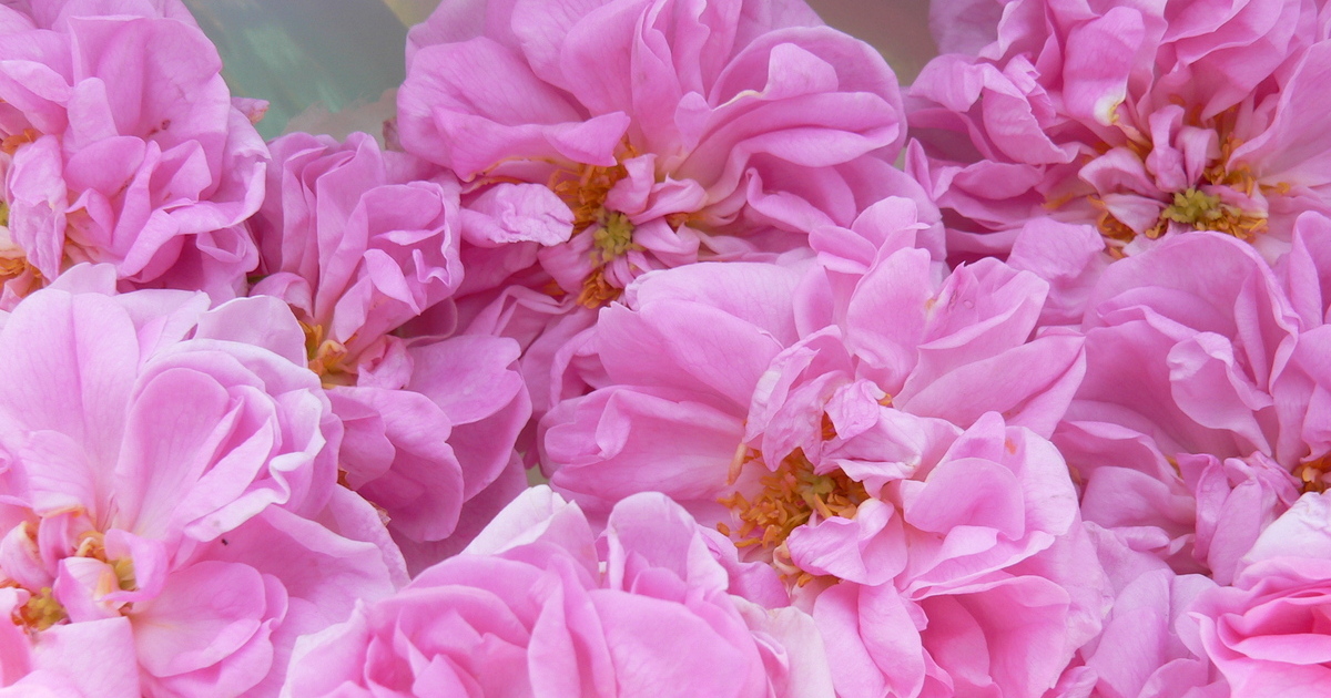 有機無農薬ハーブ園で育てたローズやハーブを贅沢に使用　デマレのメイク落とし＆美容液